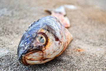 pescado muerto