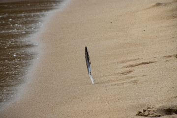 pluma solitaria en la arena de la playa