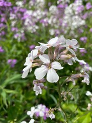 white flowers in a patch