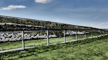 Sloping railings of a path that leads through a meadow and plants with white flowers. Blurred background. Sunny weather with blue skies. Expressionistic modern color design in the picture