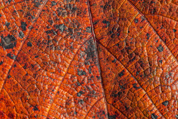 Dead spots on a vine leaf. Palisade cells. Fall color palette. Texture. Close up.