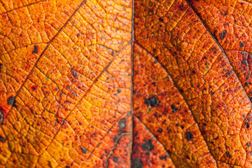 Texture of a vine leaf. Fall color palette. Close up.