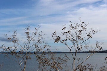 Dried wildflowers on a seashore