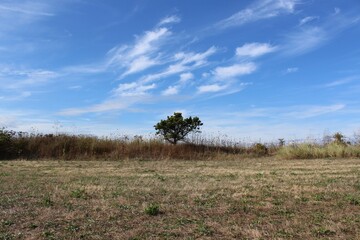 Obraz premium A lone pine tree in a field