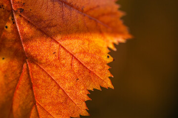 Autumn Golden hours - bright and colourful leaves.