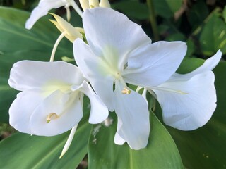 Obraz premium Hawaiian Flowers in Maui