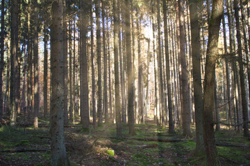 Sonne scheint durch Herbstwald