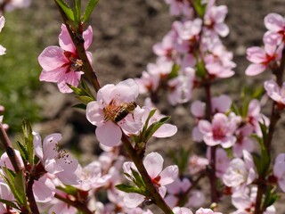 peach branches in blossom 