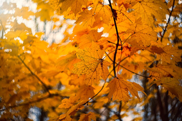 Red and orange autumn maple leaves background. Maple branches with golden leaves. Selective focus.