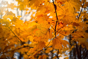 Naklejka na ściany i meble Red and orange autumn maple leaves background. Maple branches with golden leaves. Selective focus.