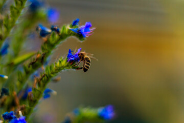 Violett flowers, bees and bumblebees