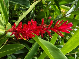 Obraz premium Hawaiian Flowers in Maui