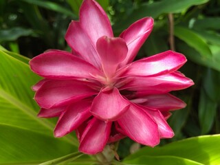 Hawaiian Flowers in Maui