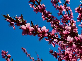 peach branches in blossom 