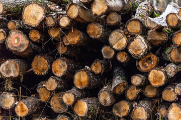 Timber harvesting. Stack of dried wood.