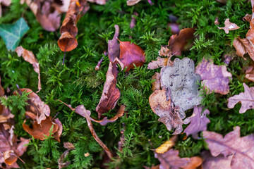 Moss carpet on tree trunk. Texture. Close up. French nature. Selective focus.