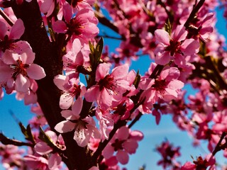 peach branches in blossom 