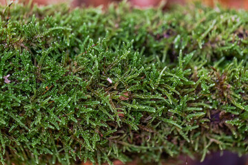 Moss carpet on tree trunk. Texture. Close up. French nature. Selective focus.