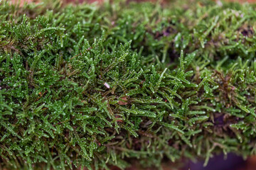 Moss carpet on tree trunk. Texture. Close up. French nature. Selective focus.