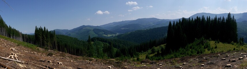 Fototapeta na wymiar mountain landscape of cutting down trees in Ukrainian Carpathians, European spruce (Picea abies)
