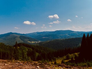 Fototapeta premium mountain landscape of cutting down trees in Ukrainian Carpathians, European spruce (Picea abies)