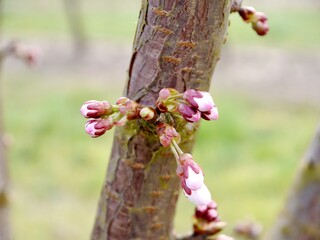 sweet cherry buds and blossom