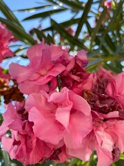 pink flowers in the garden