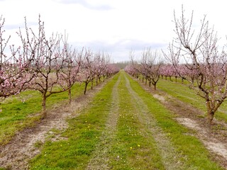 Fototapeta na wymiar peach orchard in blossom 