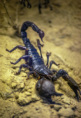 Escorpion 