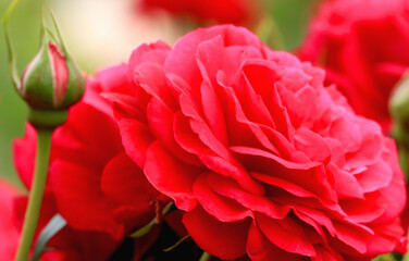 魅惑のローズガーデン