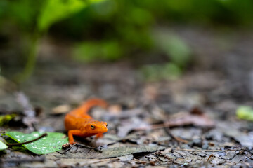 Red Spotted Newt