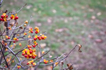 Red Berries in Suburbia