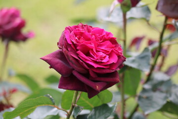 魅惑のローズガーデン