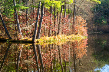 autumn forest in the morning