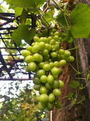 bunch of grapes