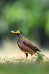 common mynah