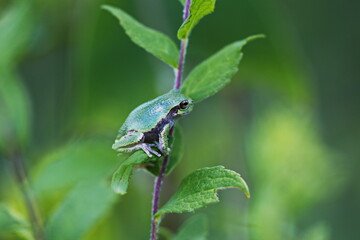 Little green tree frog sitting on a leaf in the forest. Nature and wildlife in the Canadian...