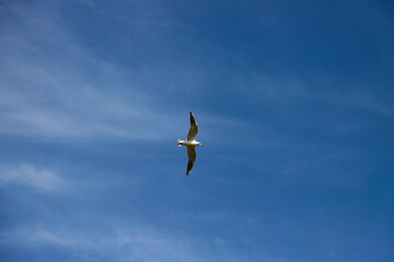 Gaviota