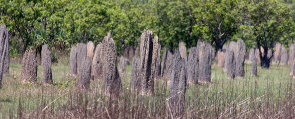 Magnetic Termite Mounds in Litchfield National Park