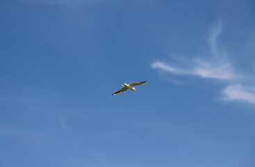 Gaviota