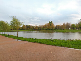 Migration seagulls in town park