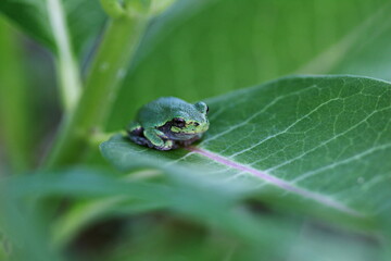 Little green tree frog sitting on a leaf in the forest. Nature and wildlife in the Canadian wilderness. 