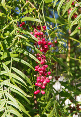 Close-up view of the foliage and red seeds of a pepper tree