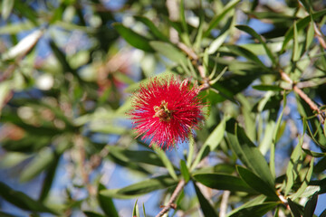 Close-up view of the red blossom of a mountain melaleuca myrtle bottlebrush tree