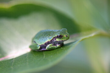 Little green tree frog sitting on a leaf in the forest. Nature and wildlife in the Canadian wilderness. 