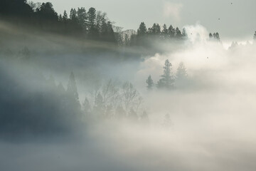朝霧の里山