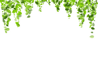 Fototapeta premium Green Greens Spring Vector Poster. Fresh Leaves 