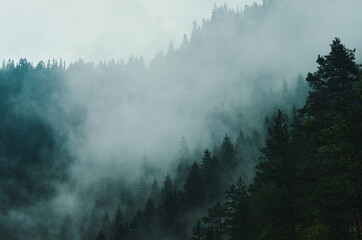Magically misty forest.