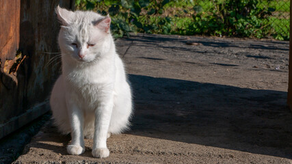 Naklejka na ściany i meble Snow-white medium-sized homeless street sad cat sitting