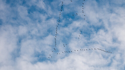 The keys of cranes fly in the autumn in the blue sky